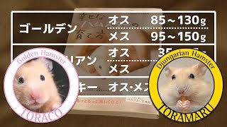 ハムスターの体重測定。【ゴールデン&ジャンガリアン】/Weight measurement of a hamster.