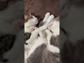 そんなにくっついて寝るんだ⁉︎ #野良猫から家猫へ #子猫の成長記録 #猫のいる暮らし