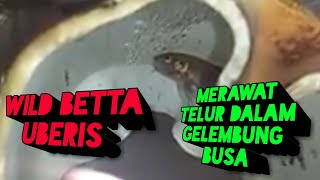 Wild Betta Uberis Merawat Telur