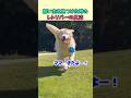 飼い主を見つけた時のレトリバーの反応