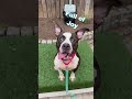Circe video
