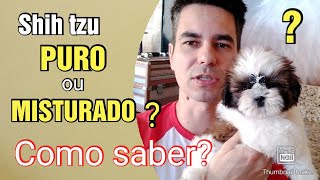 Como saber se o Shih tzu é puro ?