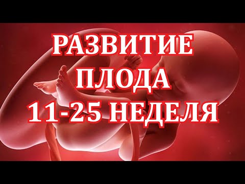 Развитие Плода 11-25  Неделя Беременности.