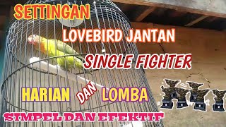 SETTINGAN LOVEBIRD JANTAN SINGLE FIGHTER HARIAN DAN LOMBA