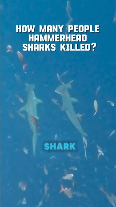 How dangerous are hammerhead sharks for people? #hammerheadshark - YouTube