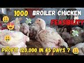 1000 broiler chicken feasibility small scale  120000 profit in just 40 days 