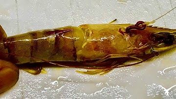 How to Bait Dead Shrimp - Fish Bait - Cách móc tôm chết