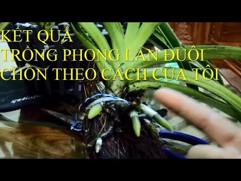 Kết quả trồng phong lan đuôi chồn theo cách của tôi | Foci