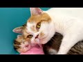 Mother cat notices that the kitten&#39;s eyes have opened and continues to do this to him.