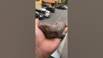 Con tắc kè đã được thuần hoá #gecko #tắc_kè #tokek #kucinglucu #ikan #kucing #sapi @cucutv9029