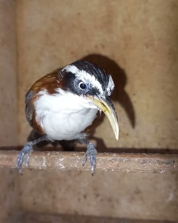 Harga burung murah kopi kopi