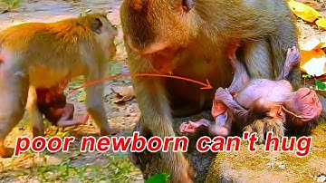Poor Newborn! New Monkey Mother Struggles To Feed Her Newborn! Weak Baby Is No Energy To Hug Mom