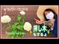 【園芸】紫陽花 アナベル 〜初心者の挿し木・成長記録〜 Growth record♪