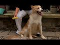 Vídeo: Peine Acicalador Deslanado Para Mascotas