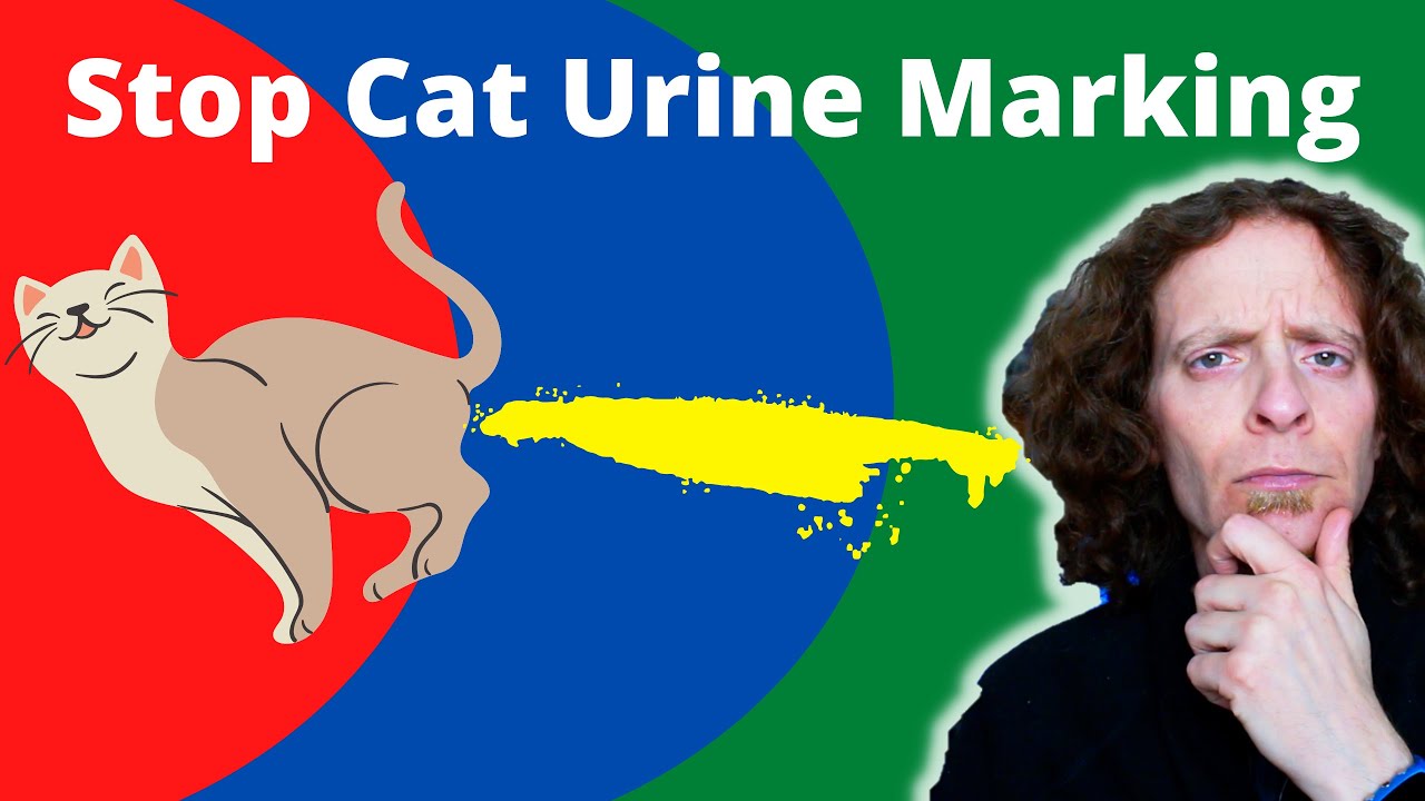 How To Stop Your Cat From Urine Marking Veterinarian Explains YouTube