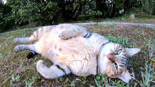 尻尾を触られると、ゴロンと寝転ぶぽっちゃり猫