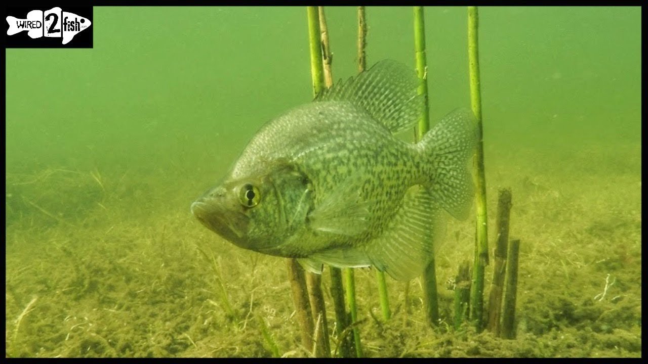 Bobber Fishing Tips for Crappie in Shallow Water 