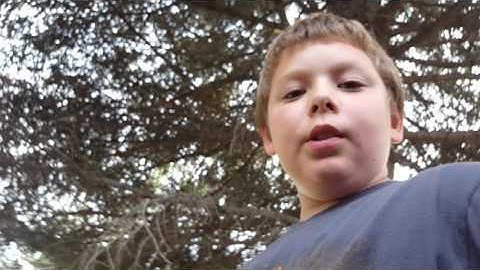 How to tell a birch and aspen tree apart