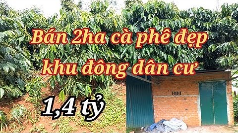 209)(Đã bán) 2ha Cà Phê Đẹp Thuận Tiện , Tại Xã Quảng Tân huyện Tuy Đức