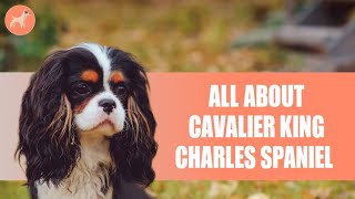 Cavalier King Charles Spaniel: Everything You Need To Know
