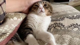 お布団で添い寝してくれるパパ猫と遊びに夢中の子猫