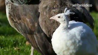 El Zoo de Barcelona suma a su colección un pavo real blanco