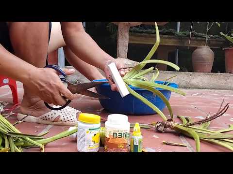 Huướng dẫn ghép và treo lan Sóc lào
