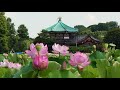 20250725 不忍池 見頃のハスの花 風鈴の音