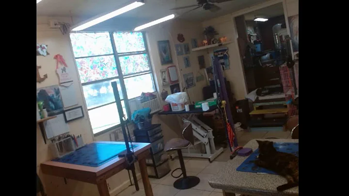 Watch daily as our dog groomers wash, snip, & styl...