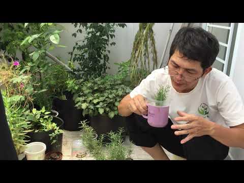 Video: Hương thảo tại nhà: trồng trọt và chăm sóc. Làm thế nào để trồng cây hương thảo tại nhà?