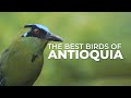 The most beautiful birds of antioquia colombia