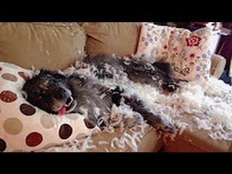 gatos feos Top 10 Reacciones de Perros Culpables! - Videos de Risa!