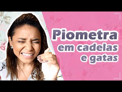 Vídeo: Pyometra em Gatos e Cães