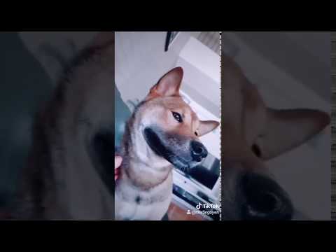 Shiba Puppy Smiles :)