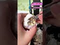 Peeling garlic cloves from a whole head of garlic using a specialized metal tool for efficiency