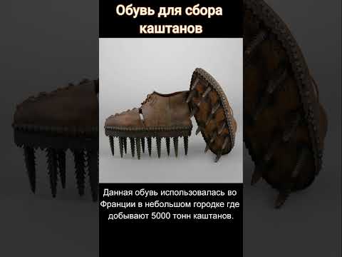 Обувь для сбора каштанов