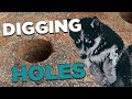 Husky Puppy Halo #21 - Husky Puppy Gets Caught Digging Holes #Shorts