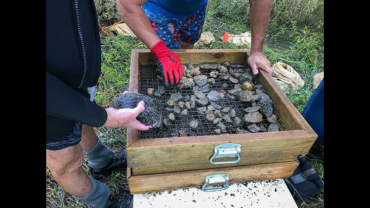 Sampling Freshwater Mussels in Alabama