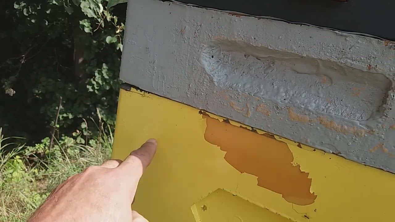 Pszczoły latają na nawłoć, a misiek odpowiada na pytania z komentarzy 2024.08.06