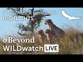 WILDwatch Live | Highlights and Stories | Cheetah: A Family Affair