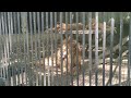 Одесса, Украина, зоопарк видео 2021 год.  Животное лев. (4)