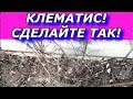 Клематис плохо цветет. ВЕСНОЙ СДЕЛАЙТЕ - ТАК !!!