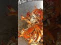 پینامالهنگ کاساگ در روغن و نمک تفت داده شده است آماده سرو ناگد کاساگ خرچنگ دستور ساده پینامالهنگ کاساگ در روغن و نمک تفت داده شده است آماده سرو ناگد کاساگ خرچنگ دستور ساده