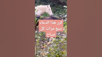 #دعاء_الصباح #دعاء #دعاء_مستجاب #دعاء_الصباح_صباح_السعادة #اذكار_الصباح #أذكار #اذكار_المسلم