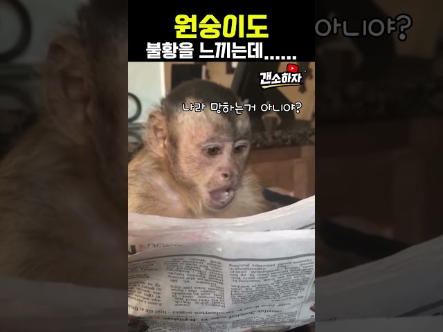 원숭이도 불황을 느낄정도네...ㅋㅋㅋㅋㅋ