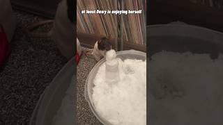 My Pet Rats React To Snow For The First Time! (Dust Devil, Dewy, and Derecho)