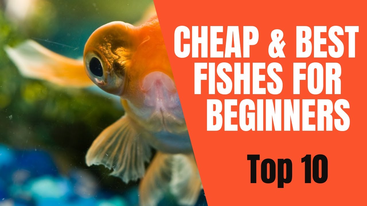 Low Price Aquarium Fish for Beginners Cheap and Best YouTube