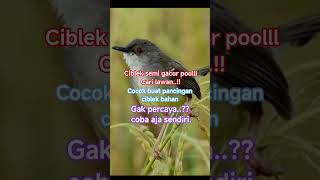 Download Lagu (Cisem) Ciblek semi gacor polll. MP3 Download Lagu (Cisem) Ciblek semi gacor polll. MP3