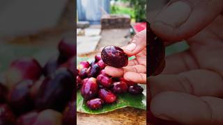 Fresh Raw Jamun Fruit 😋🤤#shorts #fruit #trending #food #jamun