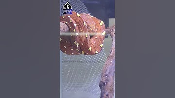 Green Tree Python 🥵 #shorts #youtubeshorts #snake #viral #video